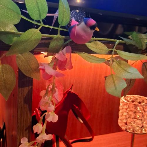 Papillon Sauna — erotic venue in Vienna